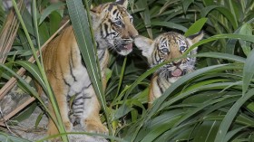 Indochinese tiger cubs