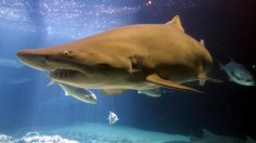 Sharks In New York City Aquarium