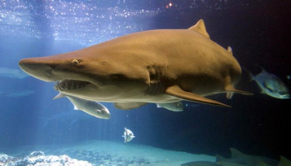 Sharks In New York City Aquarium