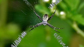 orb weaver spider 