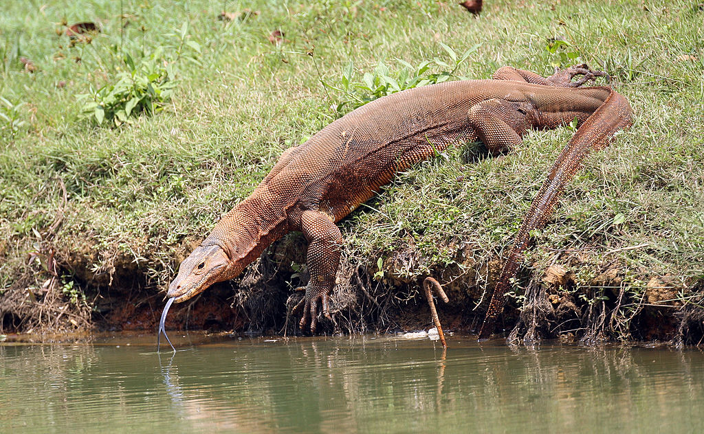 From Bangkok to UK: 6-Inch Exotic Monitor Lizard Sneaks Into Traveler's