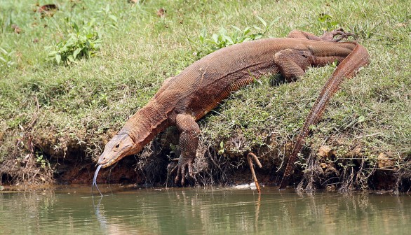 Monitor Lizard