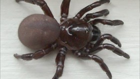 Trapdoor spider