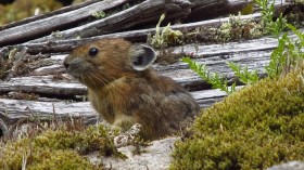 Pika