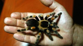 Tarantula