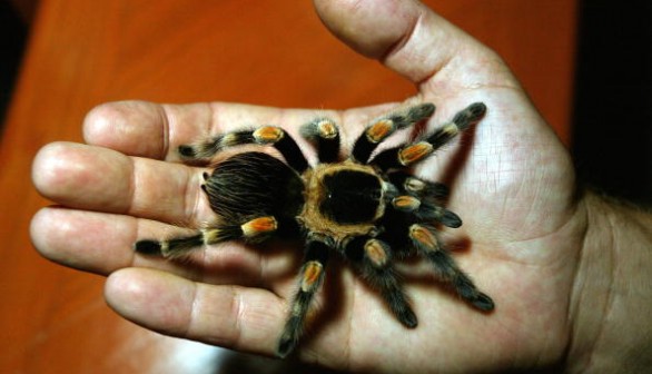 Tarantula