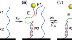 DNA 'walks' down nanotube