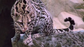 Ocelot 