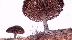 Dragon's blood tree