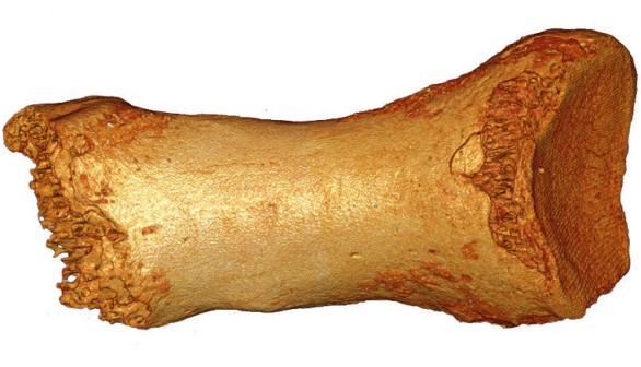 Neanderthal toe bone