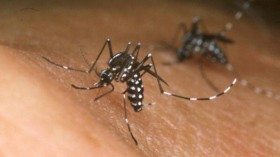 Asian tiger mosquito