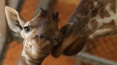 Giraffe Calf