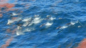 Deepwater Horizon oil spill, dolphins 