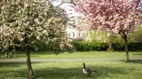 Canadian Goose