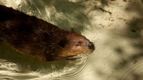 Beaver