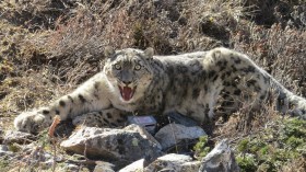 Snow leopard captured 