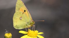 Colias (sulphur) butterfly 