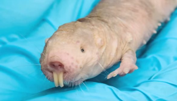 Naked Mole Rat