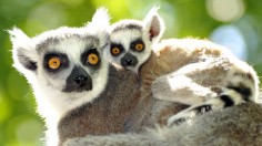 A lemur mother and her baby. 