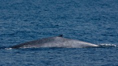 Endangered Blue Whales Spotted Off California Coast