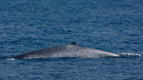 Endangered Blue Whales Spotted Off California Coast
