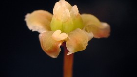 Amborella female flower