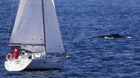 Recreational Vessel Approaches Humpback Whale