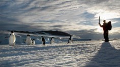 Penguins