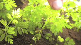 Artemisia annua