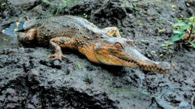 A slender-snouted crocodile in Gabon.