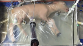 Researchers Create Artificial Womb