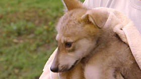 Rare Mexican Wolf Pup