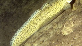 burbot fish