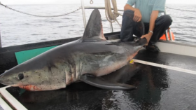 Porbeagle Shark