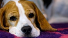 Beagle Dog