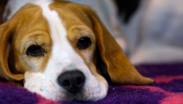 Beagle Dog