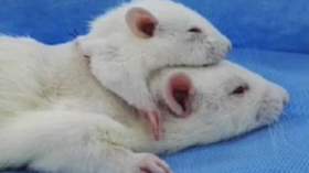 two headed rat