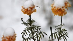 Flowers in snow