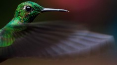 beautiful hummingbird