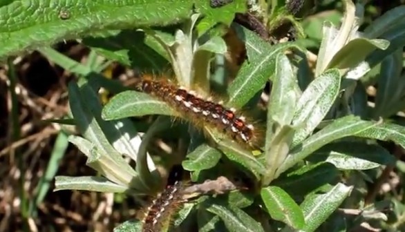 Brown-Tailed Moth Caterpillar