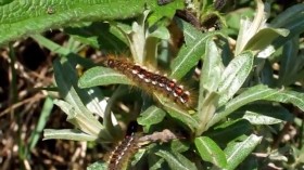 Brown-Tailed Moth Caterpillar