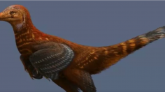 Chicken-like dinosaur