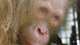 An Albino Orangutan Has Been Rescued In Indonesia