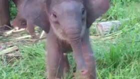 Baby elephant 