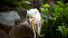 Washington's National Zoo Previews 'American Trail' Exhibit