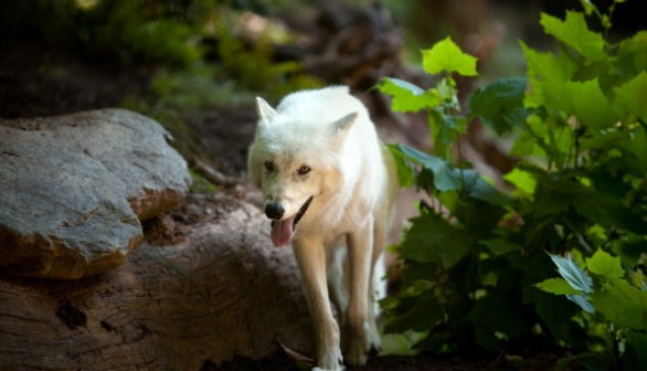 Washington's National Zoo Previews 'American Trail' Exhibit