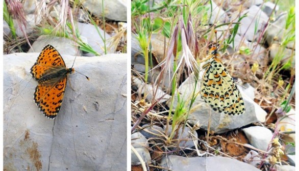 Acentria's Fritillary (IMAGE)