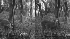 Deer Gnawing Human Remains Caught On Camera For The First Time