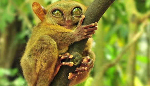 Tarsier