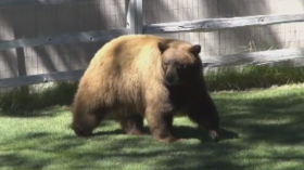 Bear charges Tahoe Men